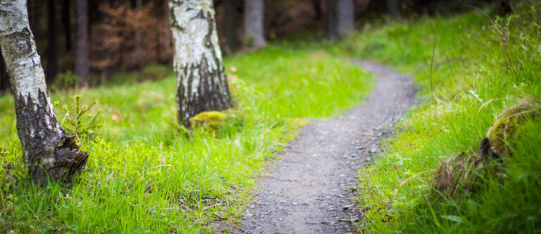 Singletrack Suchák Červená voda